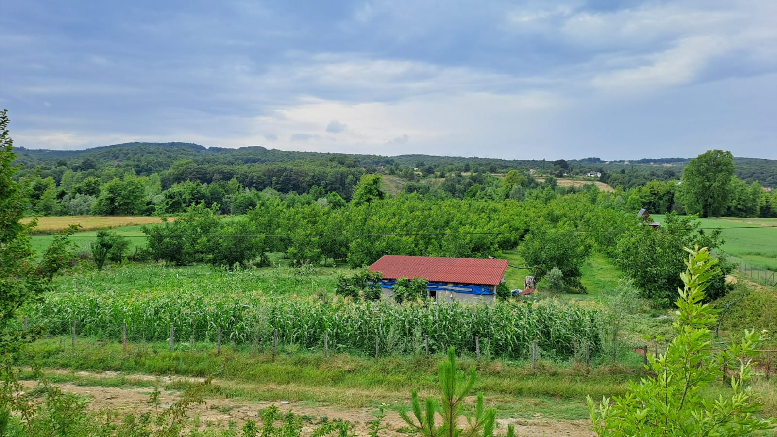 Satılık Tarla – Sinop Erfelek Hasandere - SİNOP ERFELEK fotoğraf 5